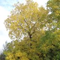 Juglans nigra automne